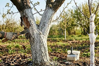 Зачем весной белить садовые деревья? Советы садоводам и частые ошибки