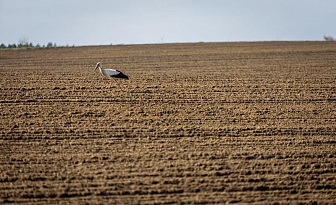 Холодная погода сдерживает появление всходов яровых, отрастание трав — Белгидромет