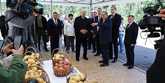 В Беларуси планируют увеличивать площади под посадку картофеля